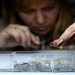 FILE PHOTO: An employee sorts rough diamonds at a sorting centre, owned by Alrosa company, in Moscow, October 18, 2013.
