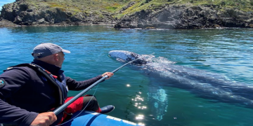 Thierry Auga-Bascou, scientist and member of the French Biodiversity Agency, takes a skin sample of Wally, the 15 month old gray whale, swimming in the Mediterranean Sea past the coast of Argeles-Sur-Mer, France, May 6, 2021