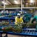 Employees examine avocados at the Kakuzi pack house in Makuyu, Kenya, May 11, 2022.