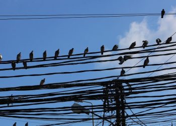 Birds sit on electricity cables in a suburb