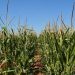 File Photo: A maize crop in South Africa.