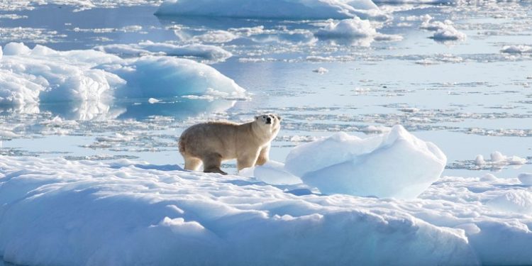 A southeast Greenland polar bear on glacier, or freshwater, ice is seen in this handout photograph taken in September 2016. Thomas W. Johansen/NASA Oceans Melting Greenland/Handout via REUTERS