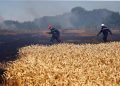 Fire is badly damaging Tunisia's grain harvest.