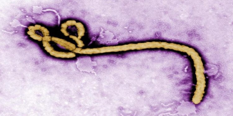 Some of the ultrastructural morphology displayed by an Ebola virus virion is revealed in this undated handout colorized transmission electron micrograph (TEM) obtained by Reuters August 1, 2014.