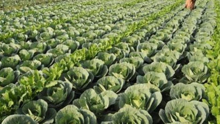 A cabbage field