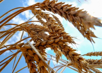 Wheat export disruptions from Ukraine have already affected numerous importing countries.