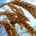 Wheat export disruptions from Ukraine have already affected numerous importing countries.