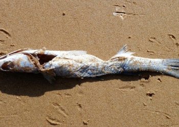 eThekwini Municipality has advised the public in  to refrain from fishing in the Isipingo lagoon vicinity, and from collecting or consuming the dead species which was found washed up on the beach.