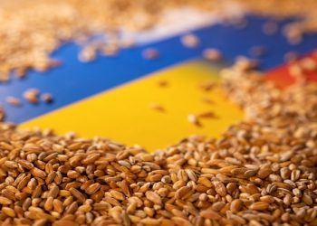 Grain is placed on Ukrainian and Russian flags in this picture illustration taken May 9, 2022.