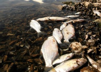 Thousands more dead fish have been discovered in the Oder River that borders Germany and Poland