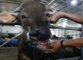 A worker shows the mouth of a cow at a cattle shop