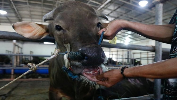 A worker shows the mouth of a cow at a cattle shop