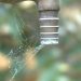 An old dry tap with a spider web is illustrated.
