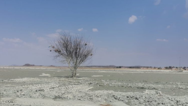 [FILE IMAGE] A lone tree is left standing after a mine dam collapsed in Jagersfontein, Free State