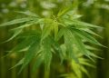 Leaves of marijuana plants to extract the hemp fiber that is often used in traditional Japanese clothes and accessories, are seen at Japan's largest legal marijuana farm in Kanuma, Tochigi prefecture, Japan July 5, 2016
