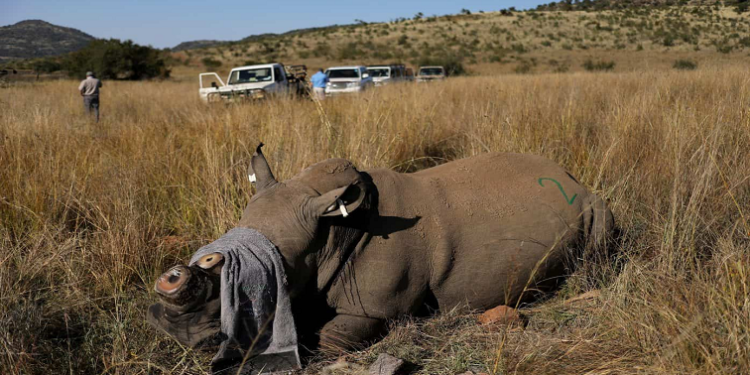 A rhino is photographed during a rescue operation.
