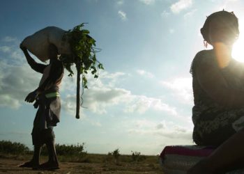 Francisco Diaz carries greens from his farming plot back to his household in Mozambique.
