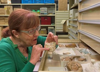 Professor Kate Trinajstic from Curtin University's School of Molecular and Life Sciences inspects fish fossils dating to 380 million years ago at the Western Australian Museum in Perth, Australia, September 8, 2022.