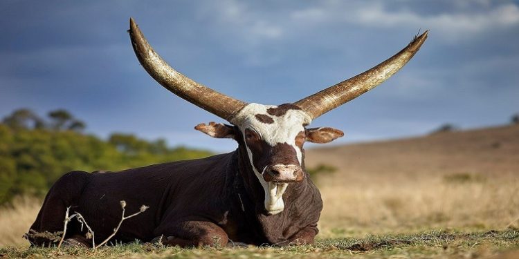 An Ankole Cattle can be seen in this picture.