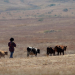 (File Image) A man herds cattle on communal land in Cato Ridge, South Africa, July 28, 2019.