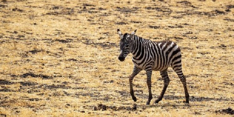 Zebra in a drought area