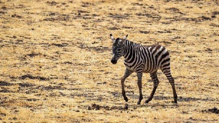 Zebra in a drought area