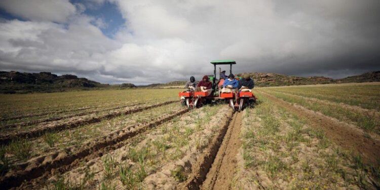 Workers plant seedlings of rooibos tea at a farm near Vanrhynsdorp, in the West Coast District Municipality in the Western Cape