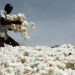 A farmer works in a cotton field in Kongolekan village near Bobo-Dioulasso, Burkina Faso March 7, 2017.