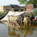 People are seen outside their flooded house, following rains and floods during the monsoon season in Sohbatpur, Pakistan August 28, 2022.