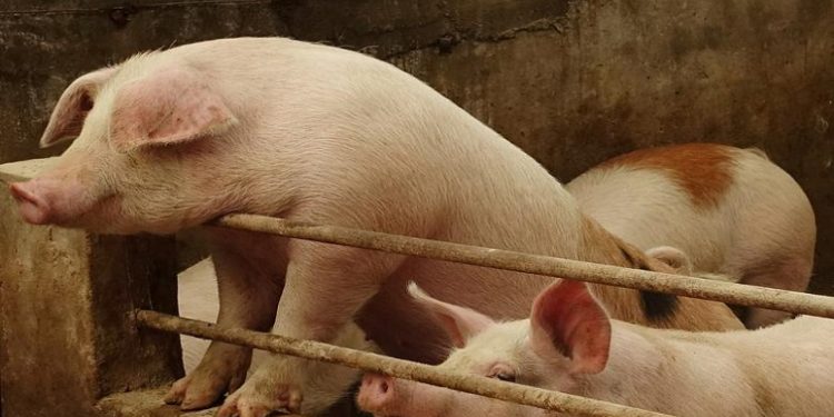Pigs are seen on the farm of pig farmer Han Yi at a village in Changtu county, Liaoning province, China January 17, 2019