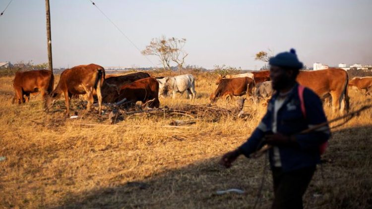 A man herds cattle on communal land in Cato Ridge, South Africa, July 28, 2019. REUTERS/Rogan Ward
