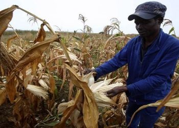(File Image) Zimbabwean man, Graham Matanhire, harvests maize from a field in a peri-urban suburb of Mabvuku in Harare, April 10, 2014