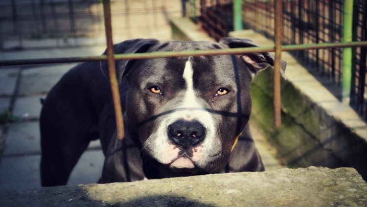 A Pit bull in cage enclosure.