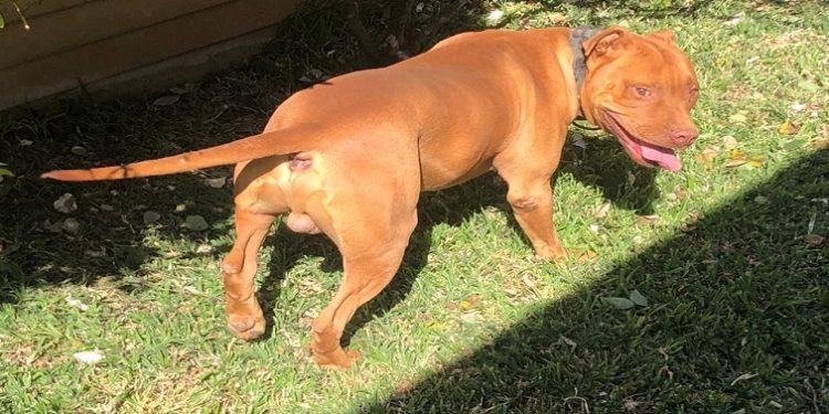 A pitbull dog can be seen in a yard