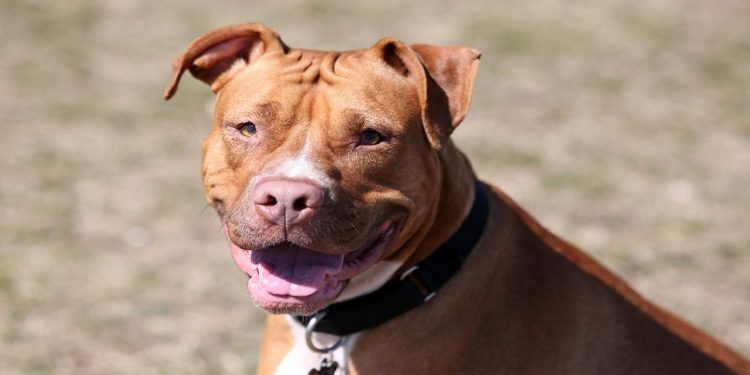 A red nosed Pit bull.
