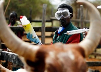 File Image: A veterinarian vaccinates cows against Rift Valley Fever in the vicinity of Garissa in north-east Nairobi, January 9, 2007.