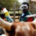 File Image: A veterinarian vaccinates cows against Rift Valley Fever in the vicinity of Garissa in north-east Nairobi, January 9, 2007.
