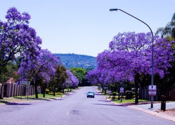 The bloom of Jacaranda trees announce the arrival of the summer season in Gauteng.