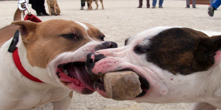 Two Pit bulls are seen gripping a piece of wood.