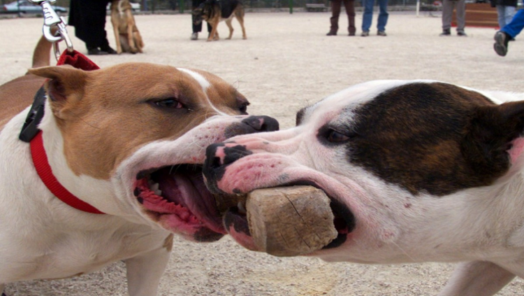 Two pit bulls are seen gripping a piece of wood.