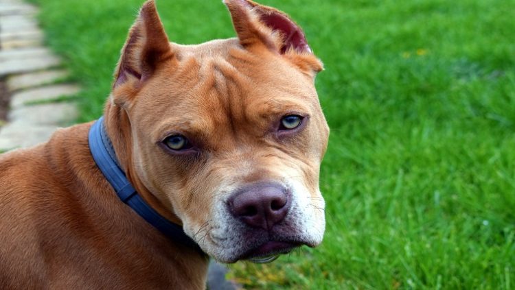 SPCA has reported that its branches in Johannesburg, Kimberley as well as Virginia and Bloemfontein have also received pitbulls from owners