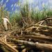 Worker seen on a sugar cane farm