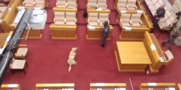 K9 unit sniffer dog Alvin sniffing in Committee Room M46 in Marks Building ahead of Section 194 inquiry into suspended Public Protector Busisiwe Mkhwebane’ fitness to hold office, captured at 8:04am on 30 November 2022.