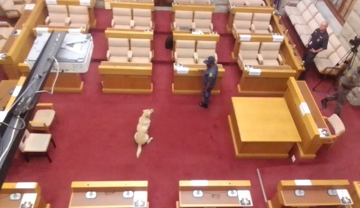 K9 unit sniffer dog Alvin sniffing in Committee Room M46 in Marks Building ahead of Section 194 inquiry into suspended Public Protector Busisiwe Mkhwebane’ fitness to hold office, captured at 8:04am on 30 November 2022.