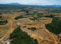 [File Image] : An aerial view is seen of a cleared forest area under development for palm oil plantations