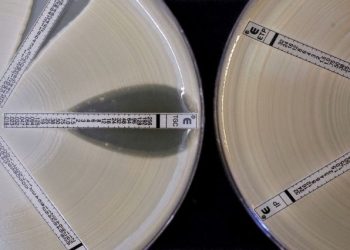Two plates which were coated with an antibiotic-resistant bacteria called Klebsiella with a mutation called NDM 1 and then exposed to various antibiotics are seen at the Health Protection Agency in north London, March 9, 2011.