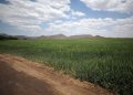 Fields of wheat are seen on farmland on the banks of the Orange River near Van der Kloof, South Africa