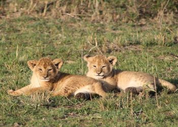 [File Image]: Lion cubs lying in Kenya's  Masai Mara Safari