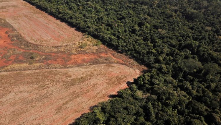 Deforestation is responsible for about 10% of global greenhouse gas emissions that drive climate change and will be in focus at a UN COP15 conference this week, where countries will seek a global deal to protect nature.