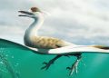 An artist's life reconstruction of the bird-like Cretaceous Period dinosaur Natovenator polydontus, which boasted a streamlined body resembling those of diving birds and lived about 72 million years ago in what is now the Gobi Desert of Mongolia.